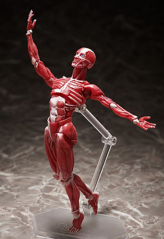 Original Character Figma Actionfigur Human Anatomical Model 15 cm